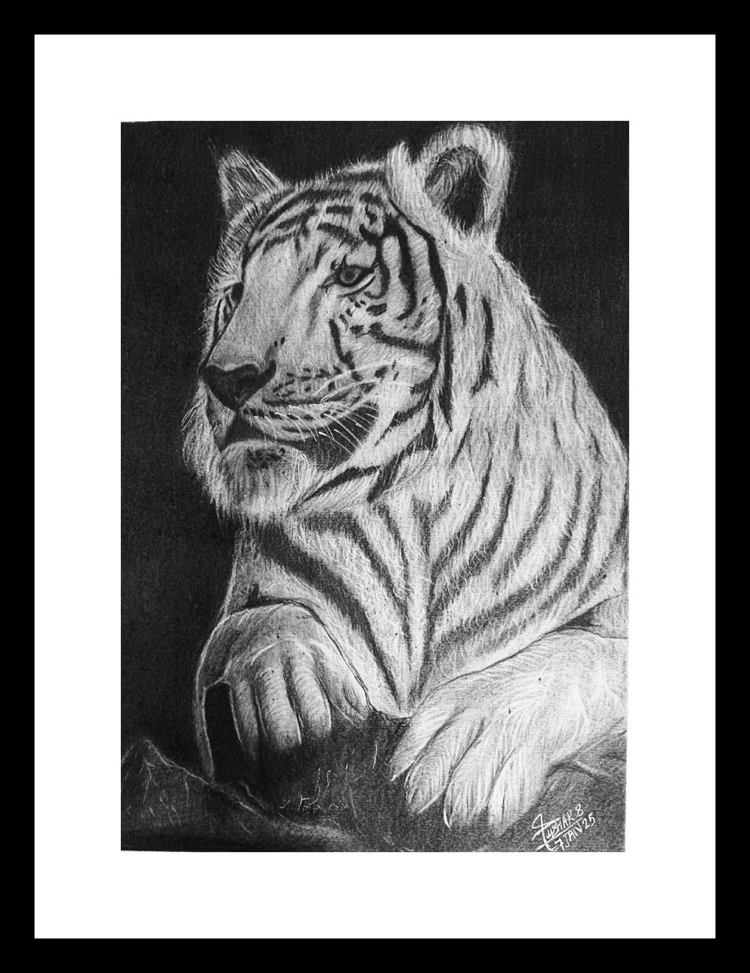 Pencil portrait of a tiger resting
